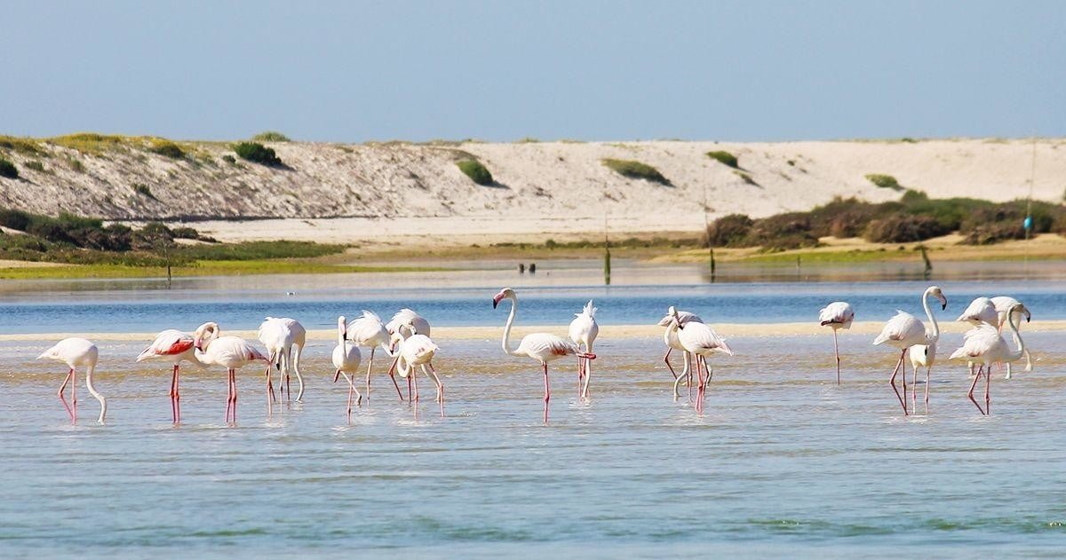 Flamingo Route - Tavira - 1.5 Hours Boat Trip