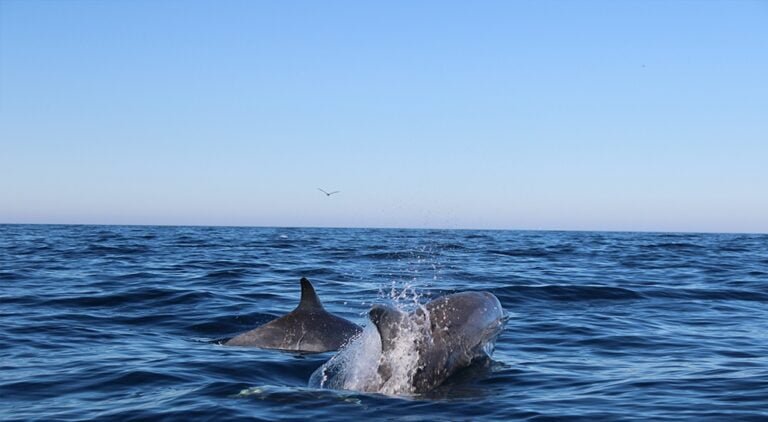 Dolphin Watching - Cabanas de Tavira