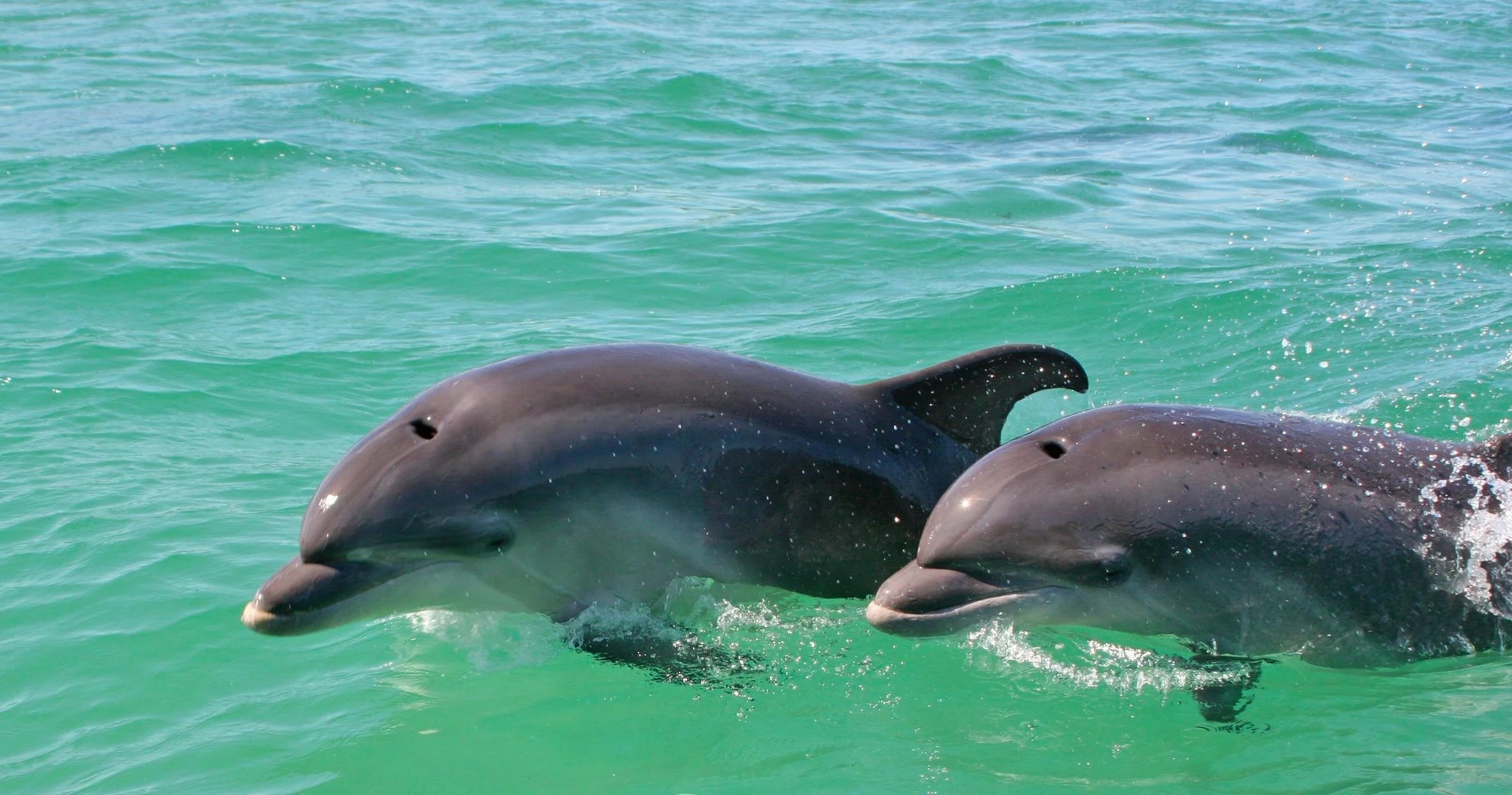Dolphin Watching in the Wild - Half Day Private Tour