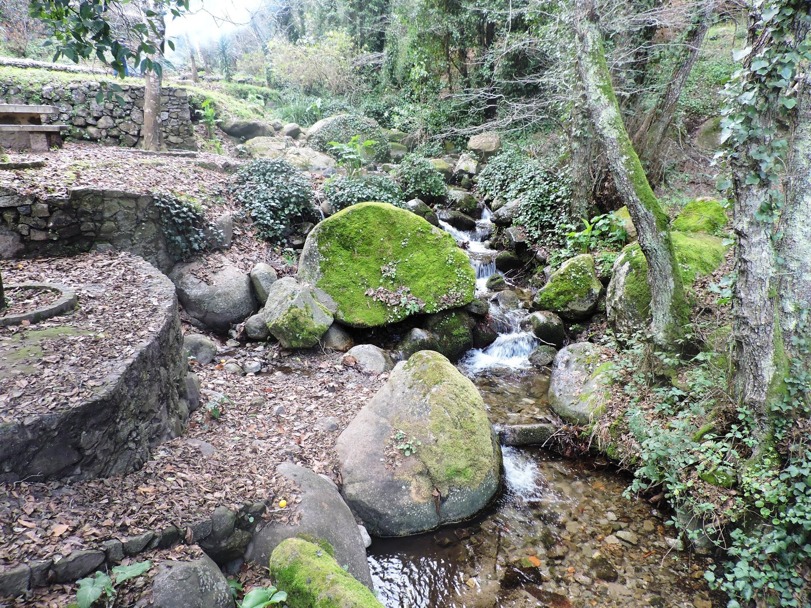 Monchique Forest Hike w/ Medronho Tasting
