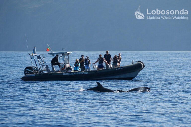 Stenella - Whale Watching Tour