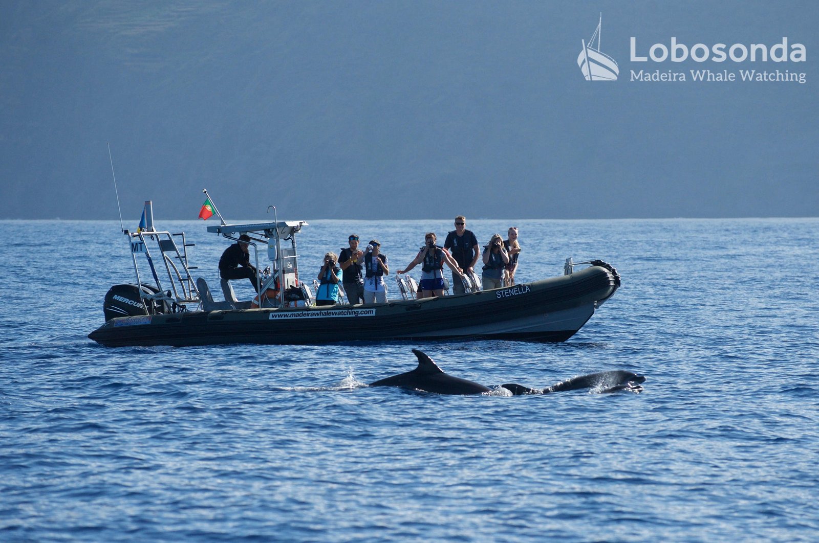 Stenella - Whale Watching Tour