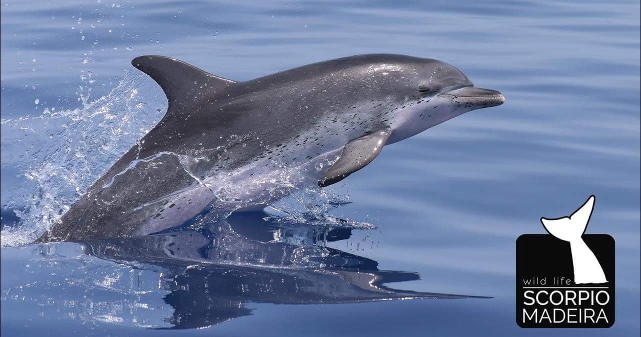 Whale and Dolphin Watching