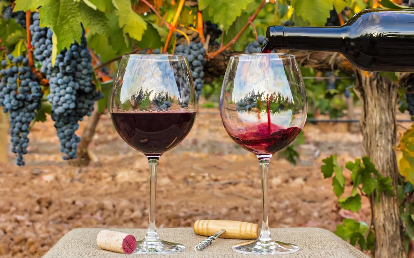 Experiência no Mundo do Vinho