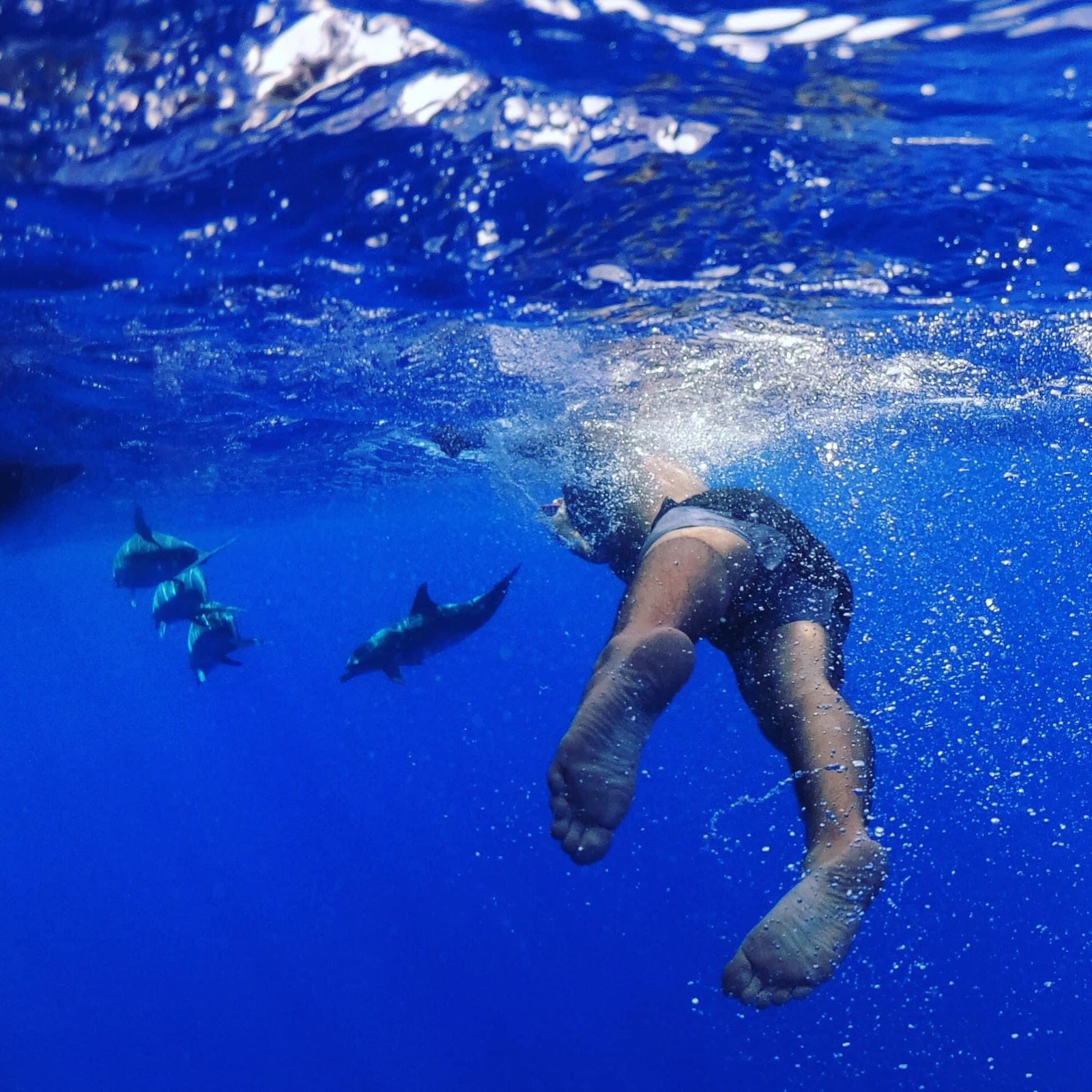 Swimming with Dolphins