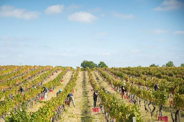 Passeio Privado do Dão: Visite 2 Quintas com Provas de Vinho