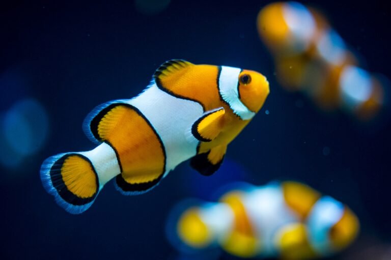 Epic + Oceanarium
