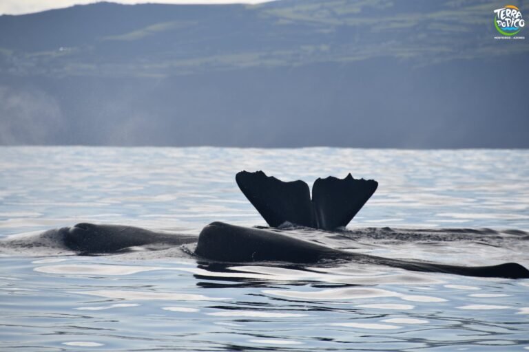 Whale Watching - Full Day