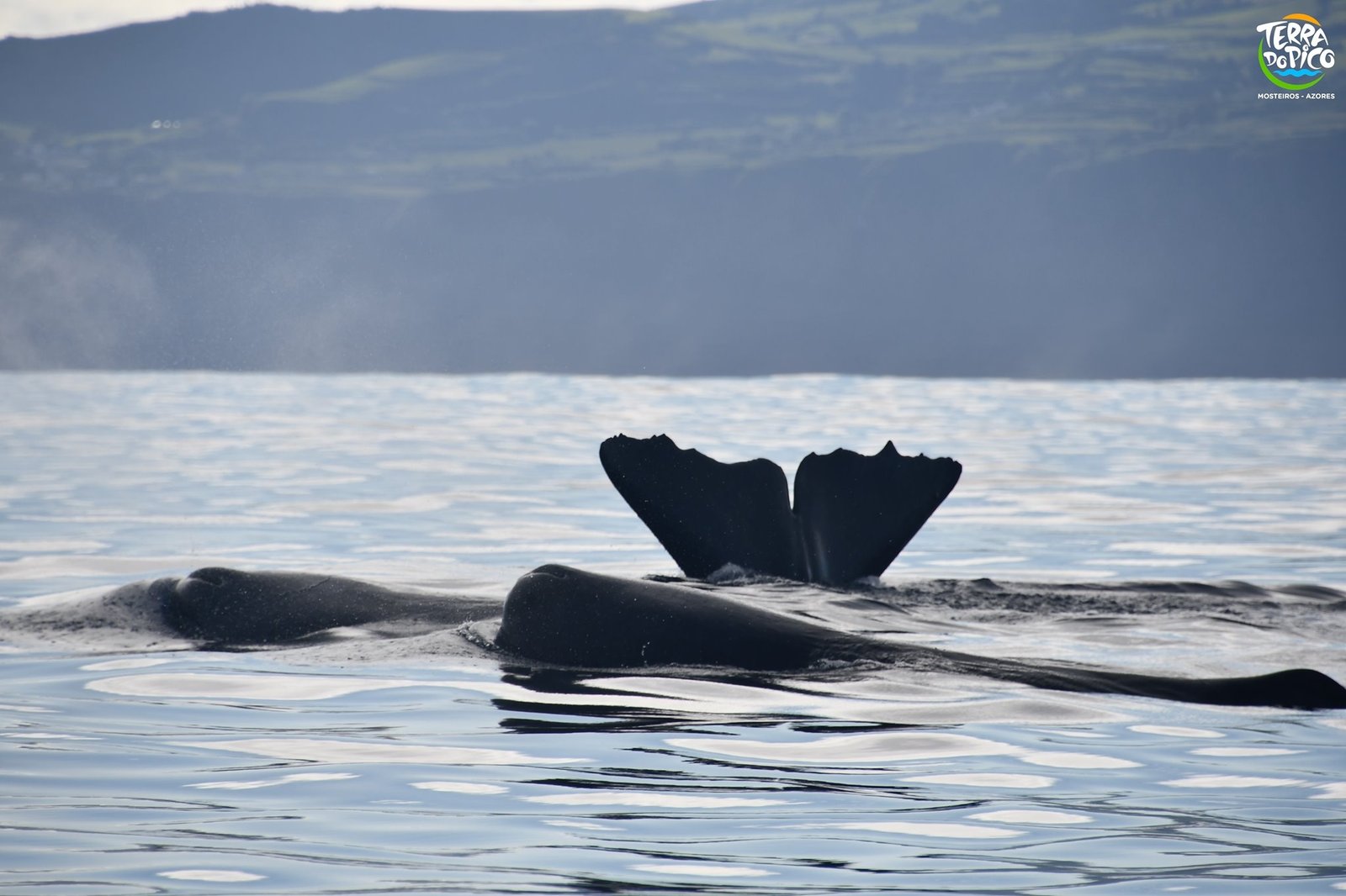 Whale Watching - Full Day