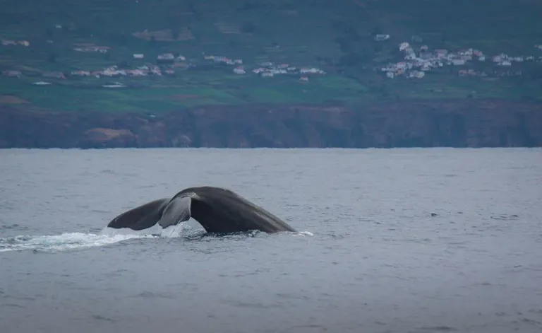 Whale Watching Ilha Terceira