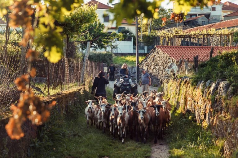 Medieval • Quad • 2h