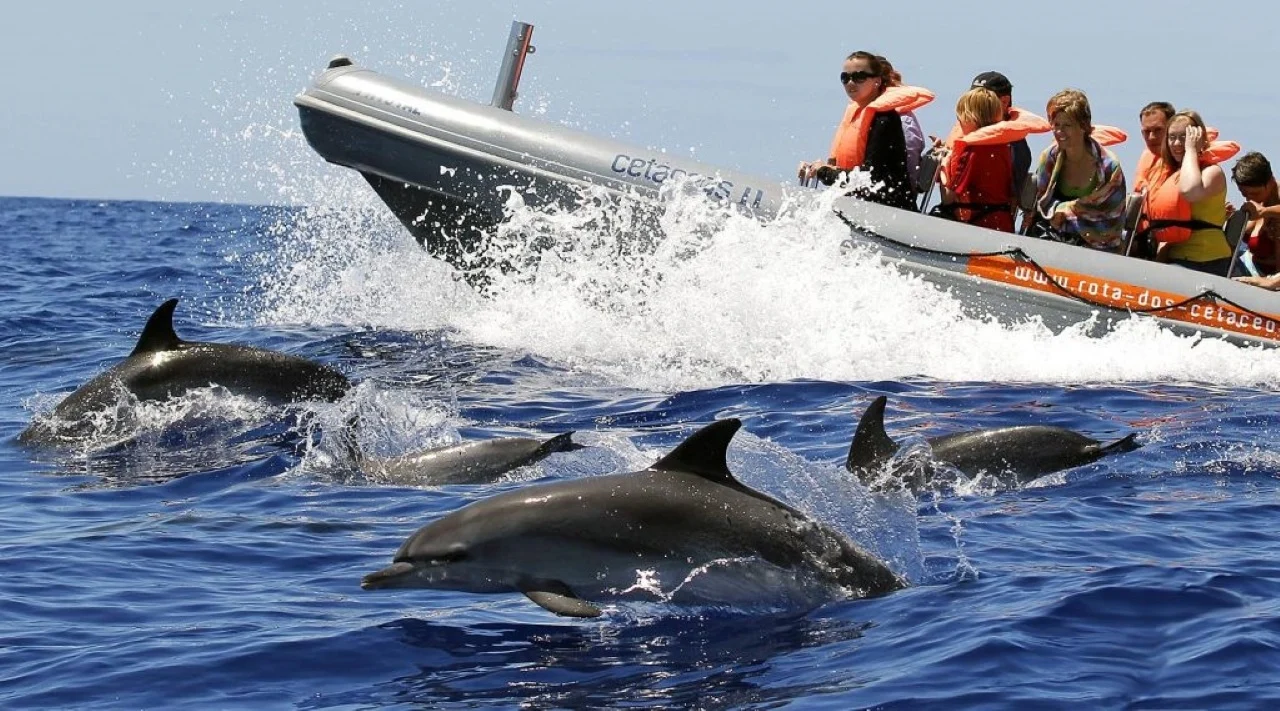 Walvis- en dolfijnenspotting