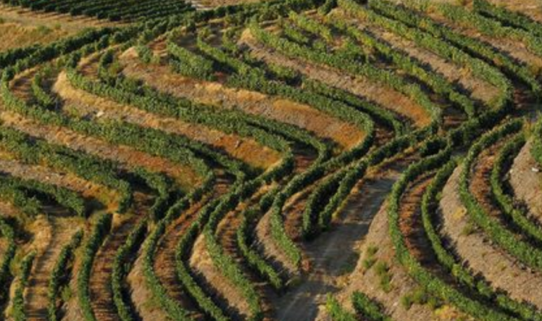 Caminho das vinhas (áudio-guia)
