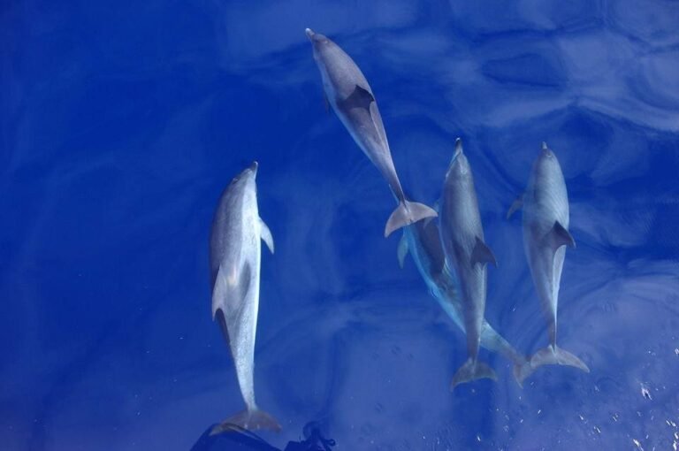 Observação de Baleias e Golfinhos