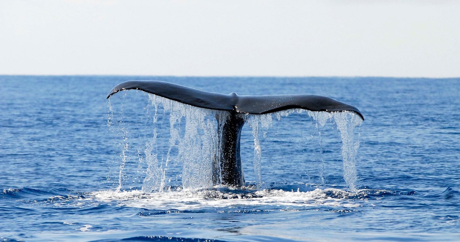 Whale and Dolphin Watching in Pico Island