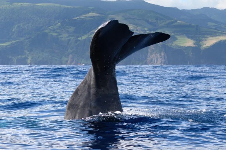 Observação de Baleias e Golfinhos na Costa Norte de São Miguel - Meio Dia