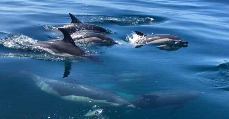 Observação de Golfinhos / Dolphin Watching - Sesimbra