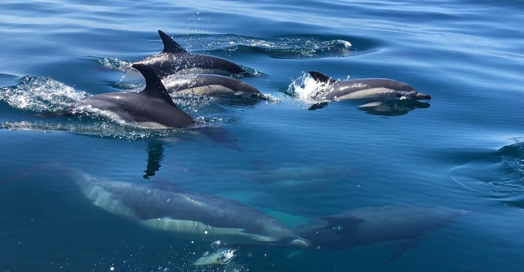 Observação de Golfinhos / Dolphin Watching - Sesimbra