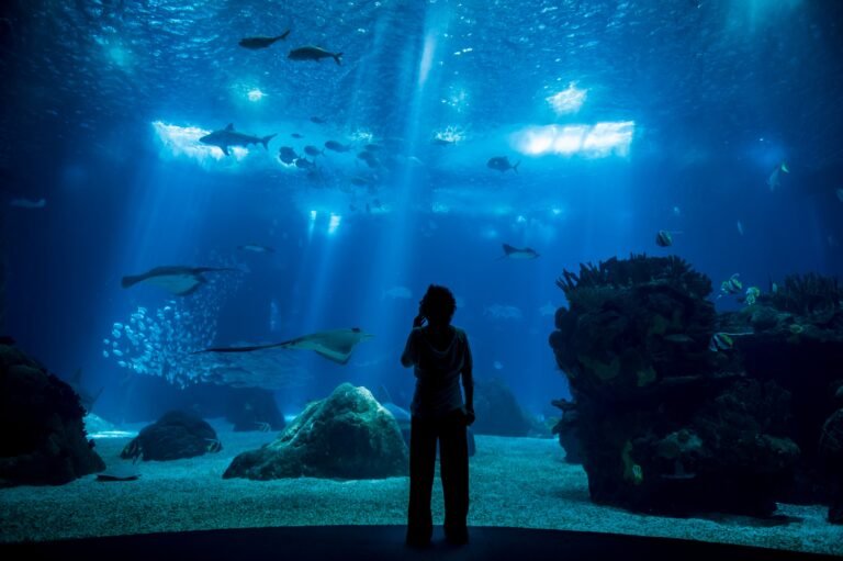 Lisbon's Oceanarium