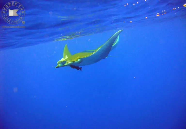 Manta ray swimming near the surface in blue water