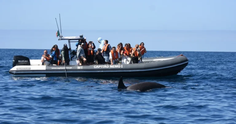 EXPEDITION 🐬 Dolphins & Marine Wildlife