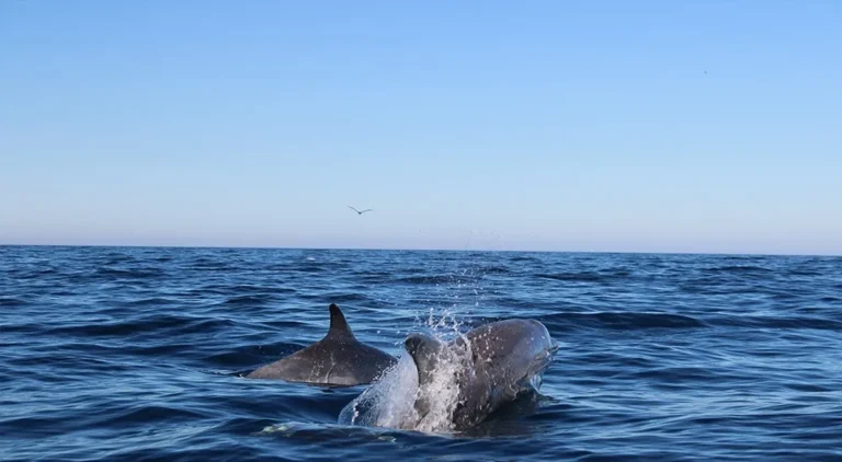 Dolphin Watching - Cabanas de Tavira