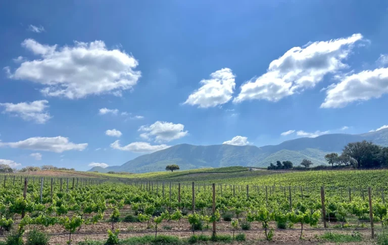Private Full Day Wine Tour from Lisbon with Tastings