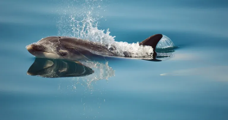 Dolphin gliding just below the surface in a spray of water