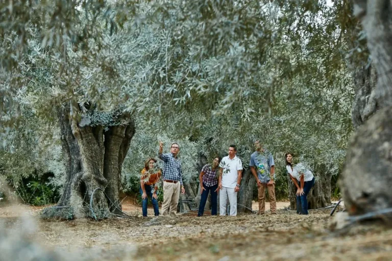 Visitors standing among old olive trees