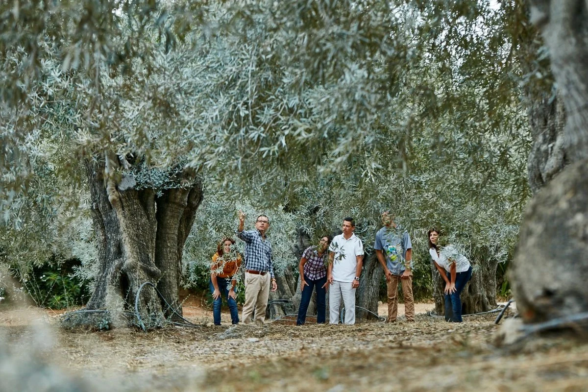 Visitors standing among old olive trees