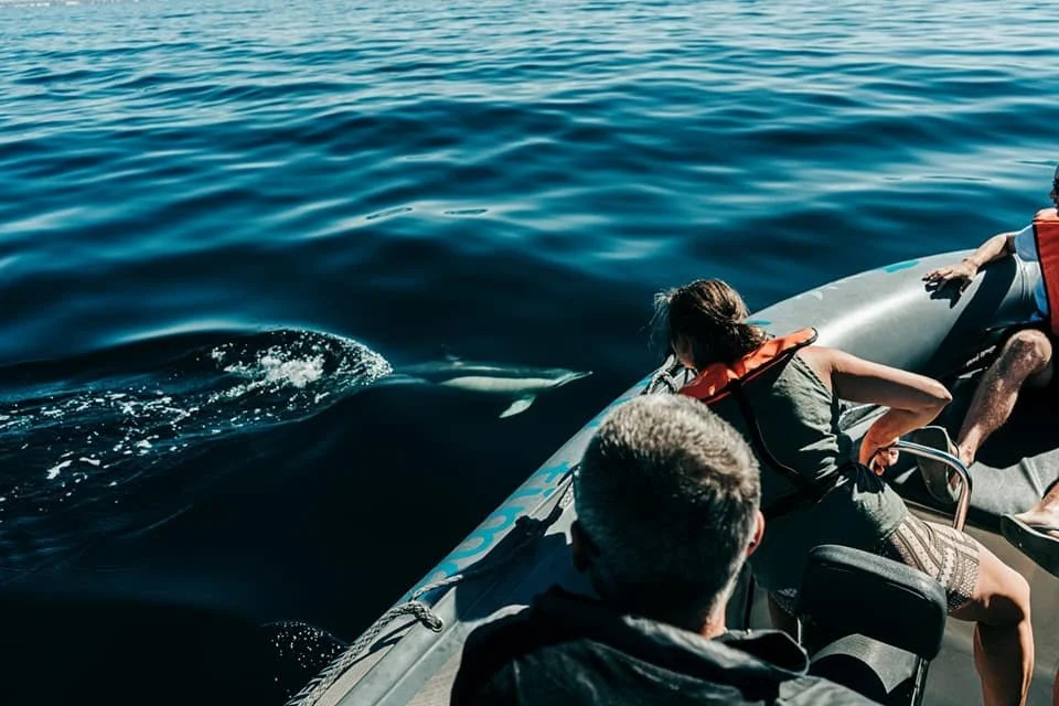 Passengers on an inflatable boat watching a dolphin beside them