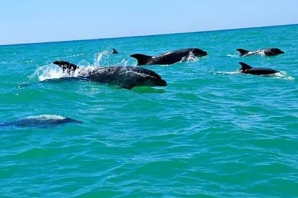 Pod of dolphins surfacing in turquoise water