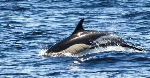 Common dolphin leaping through blue water