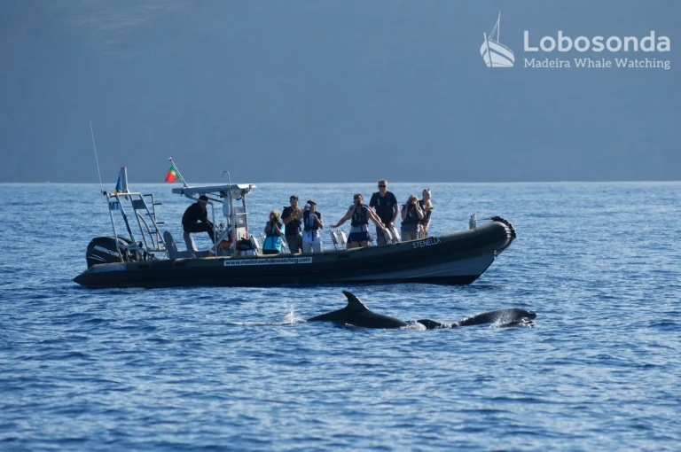 Whale Watching on the RIB "Stenella"