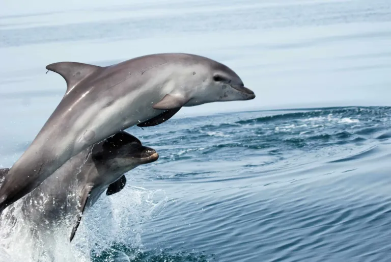 Two bottlenose dolphins leaping together