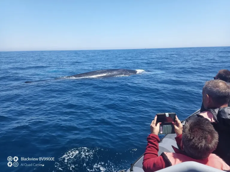 Large whale surfacing near a boat while passengers take photos