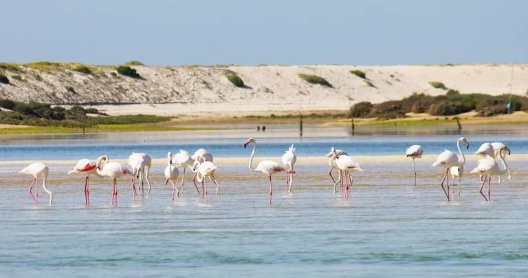 BirdWatching in Ria - Fuzeta