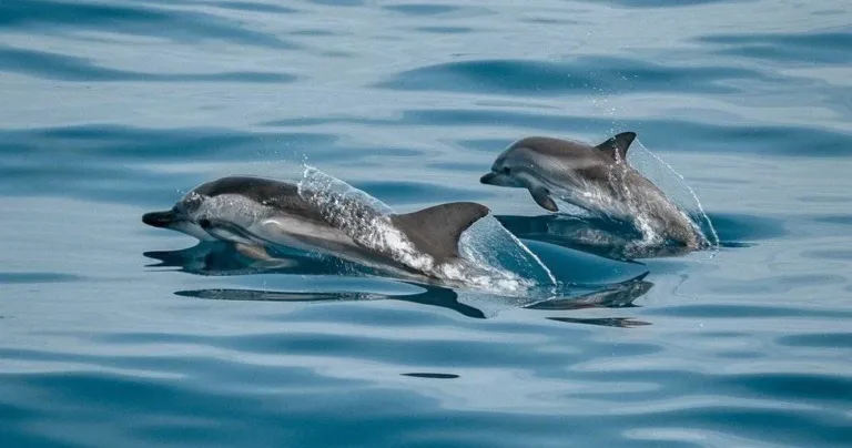 Two dolphins surfacing side by side