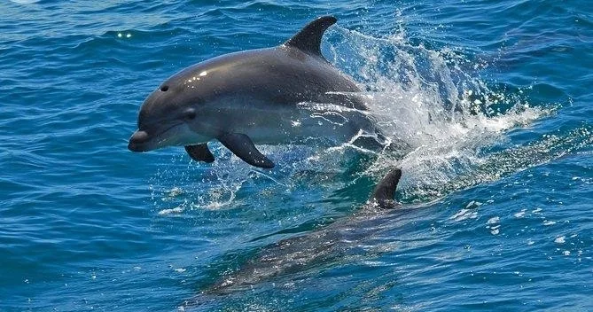 Dolphin Watching in the Wild + Arrábida Private Tour