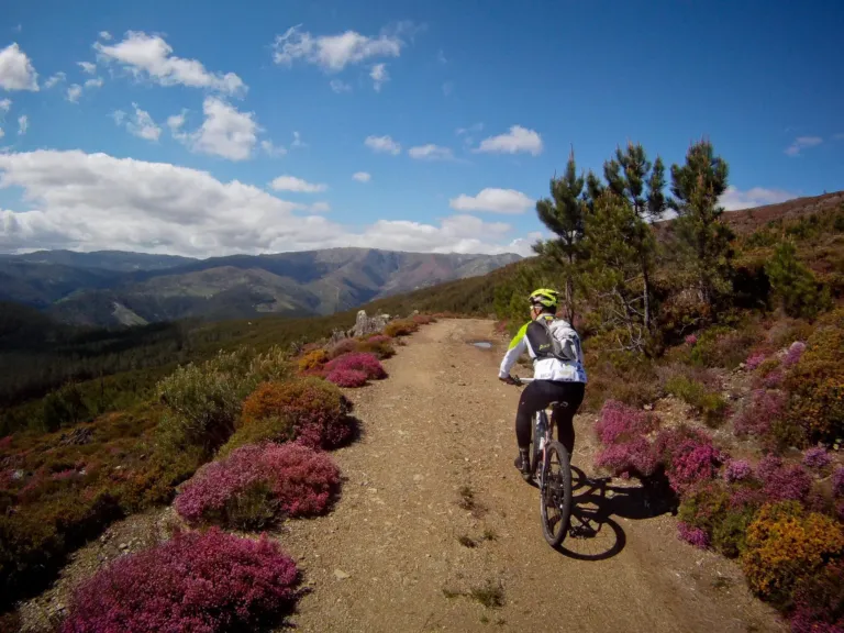 Mountain biker riding past purple heather on a hillside trail