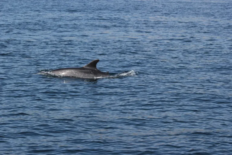 Dolphin fin and back above dark blue water