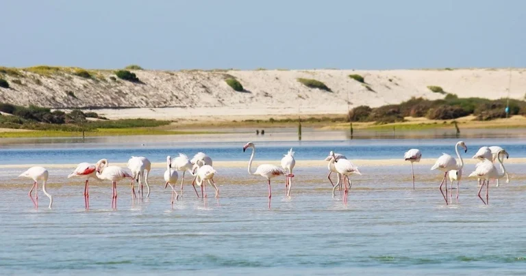 Flamingo Route -Cabanas De Tavira - 1.5 Hours Boat Trip