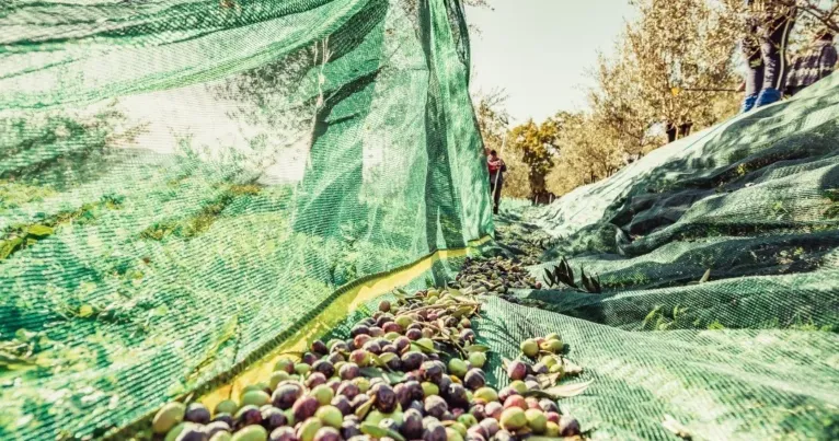 Olives gathered on green harvest nets under olive trees