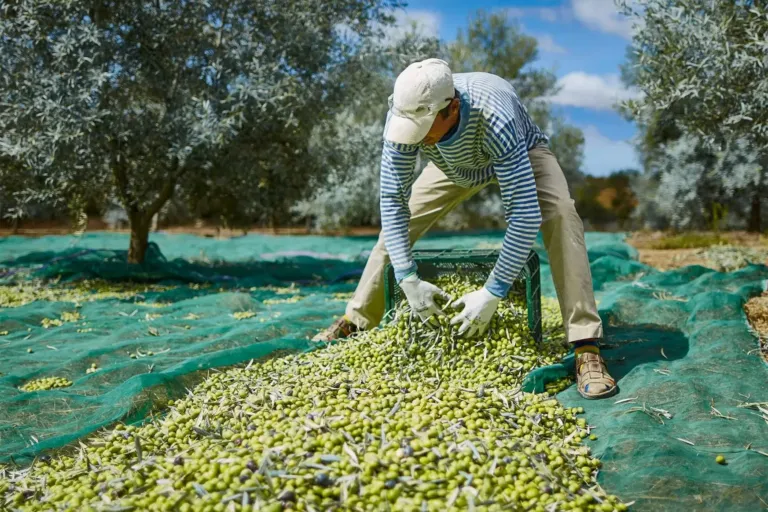 Man in a cap gathering olives from green nets