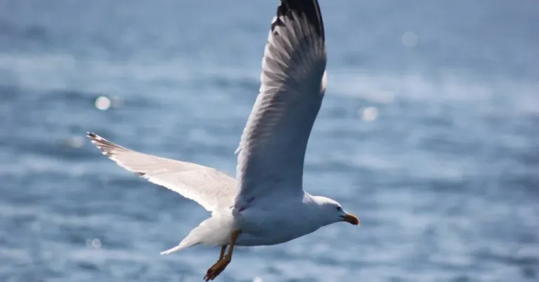 Gull flying over sparkling blue water