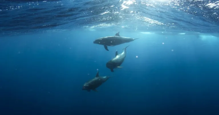 Dolphins swimming underwater near the surface