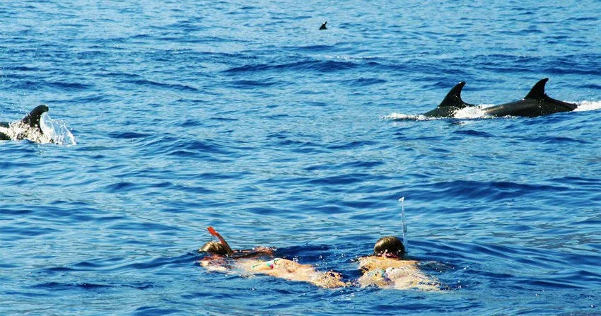Dolphins swimming near snorkellers in open blue water