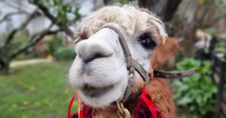 Close-up of an alpaca wearing a red halter