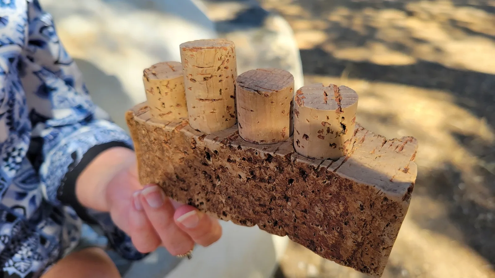 Cork Oak Montado Jeep Tour & Alentejo Lunch near Grândola