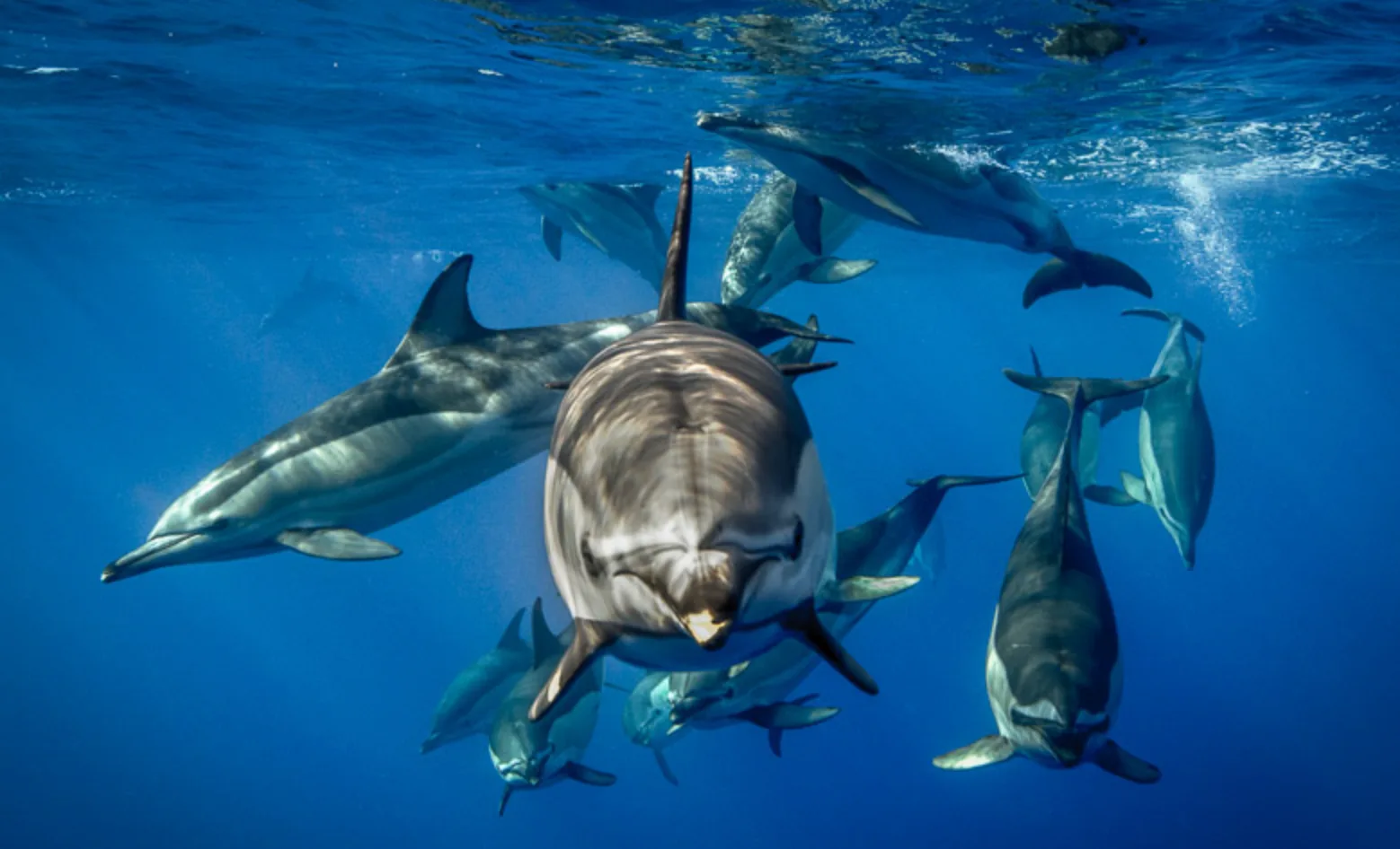 Pico Swimming with Dolphins • Private • Call to Book